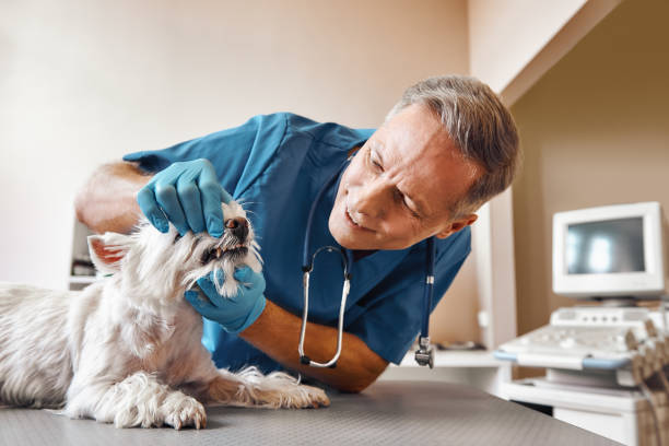Best Emergency Dentist for Special Needs Patients in Royalton, IL